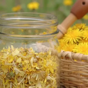 Homemade dandelion flower jelly in a jar with fresh dandelion flowers.